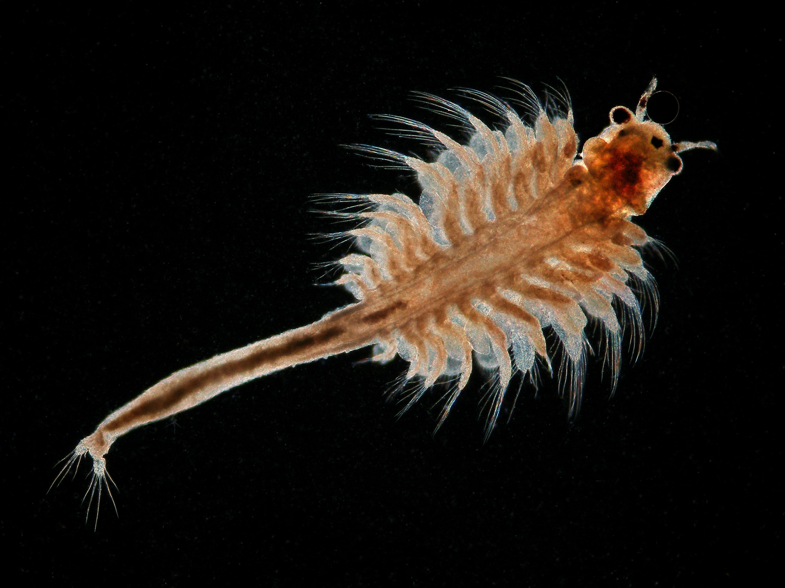 Artemia franciscana (Artemia franciscana) - representative image