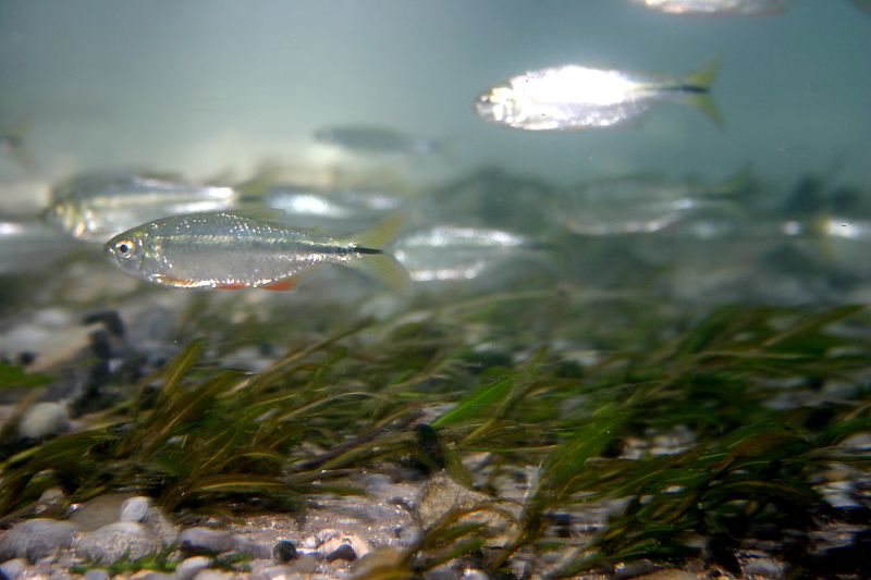 Mexican Tetra (Astyanax mexicanus) - representative image