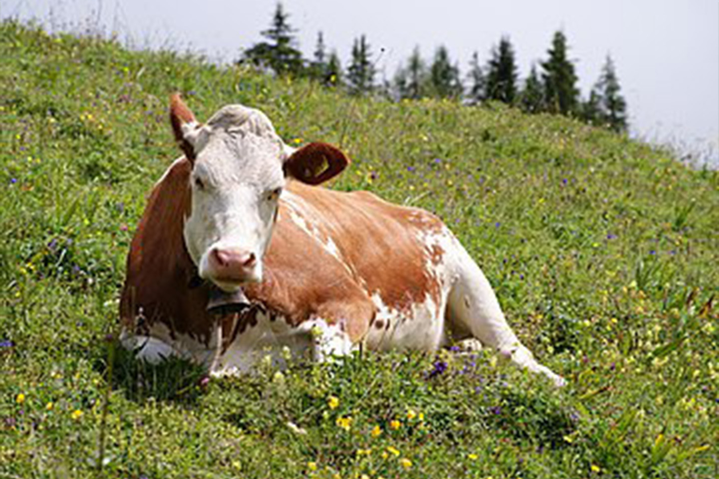 Cattle (Bos taurus) - representative image