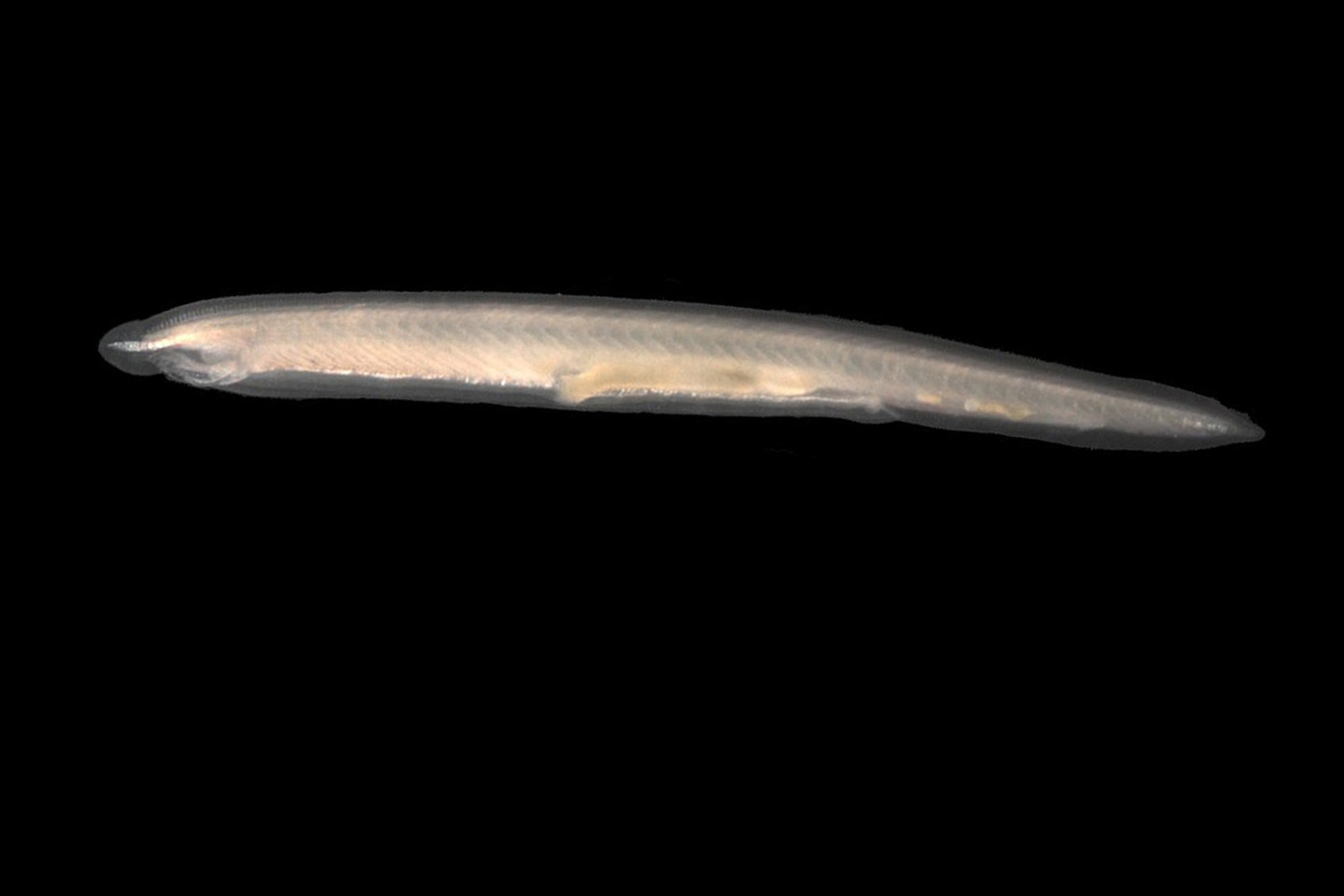 Lancelet (Branchiostoma lanceolatum) - representative image
