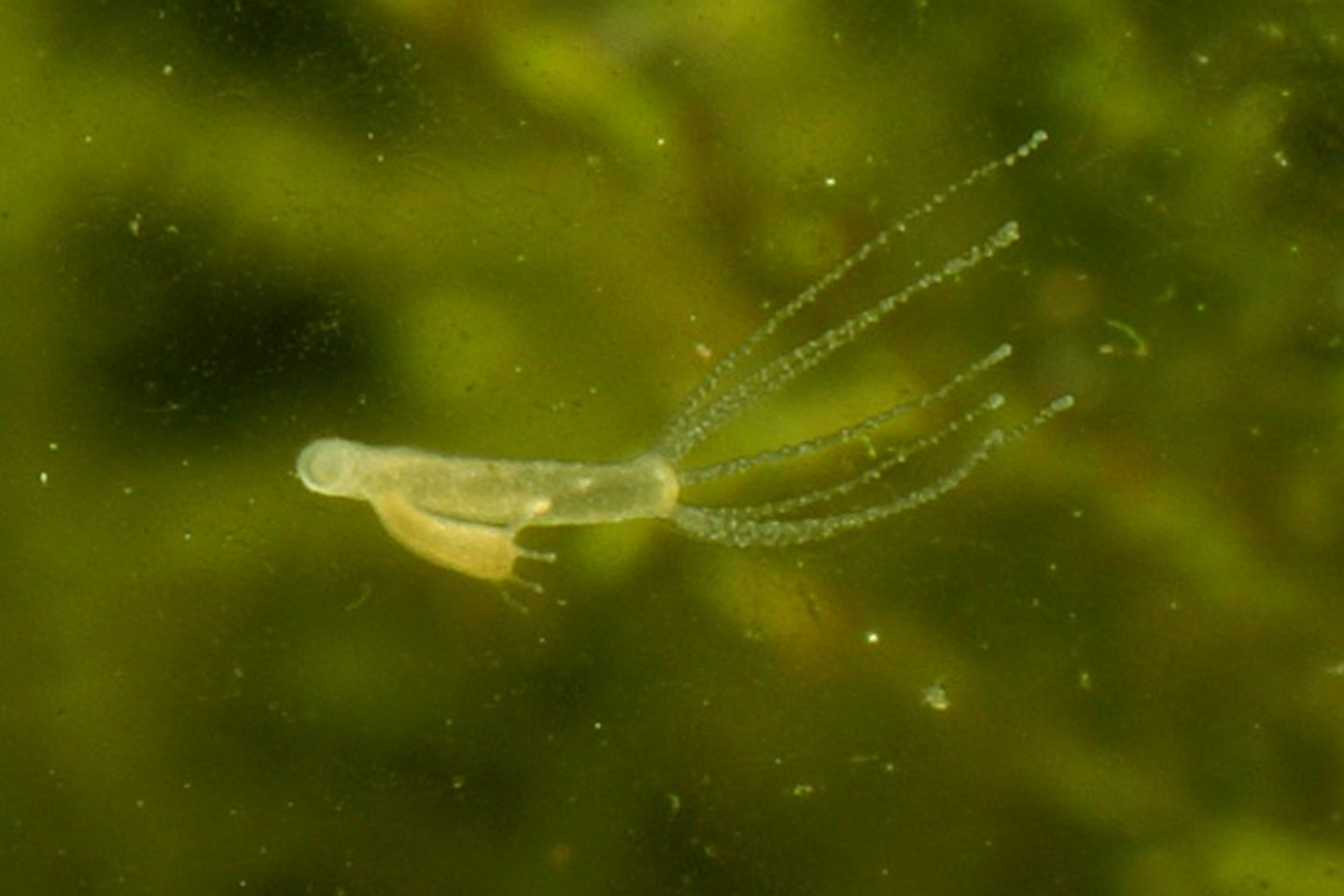 Hydra (Hydra vulgaris) - representative image