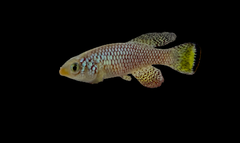 Turquoise killifish (Nothobranchius furzeri) - representative image