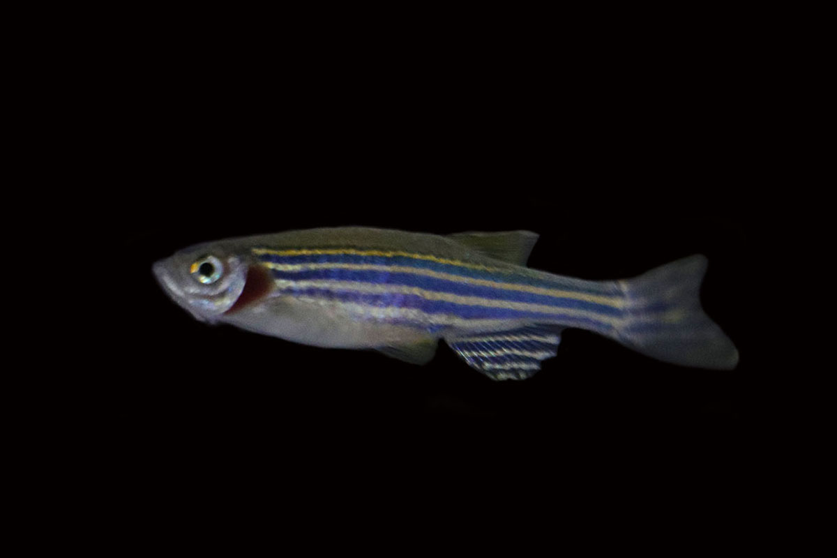 Zebrafish (Danio rerio) - representative image