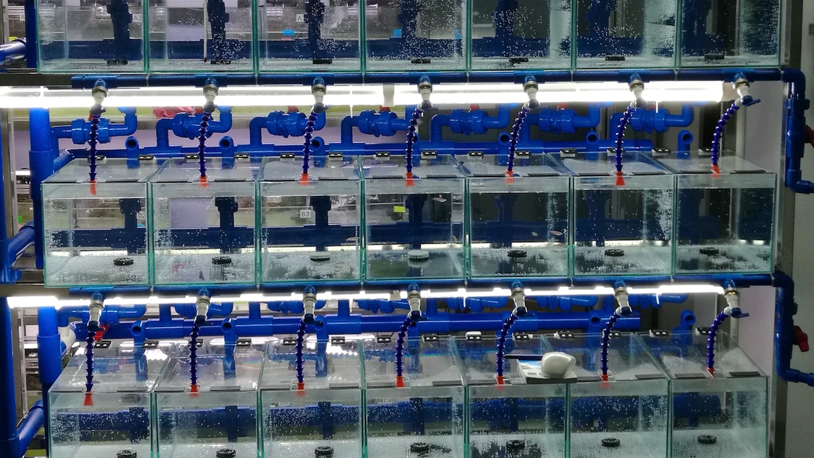 新养殖系统